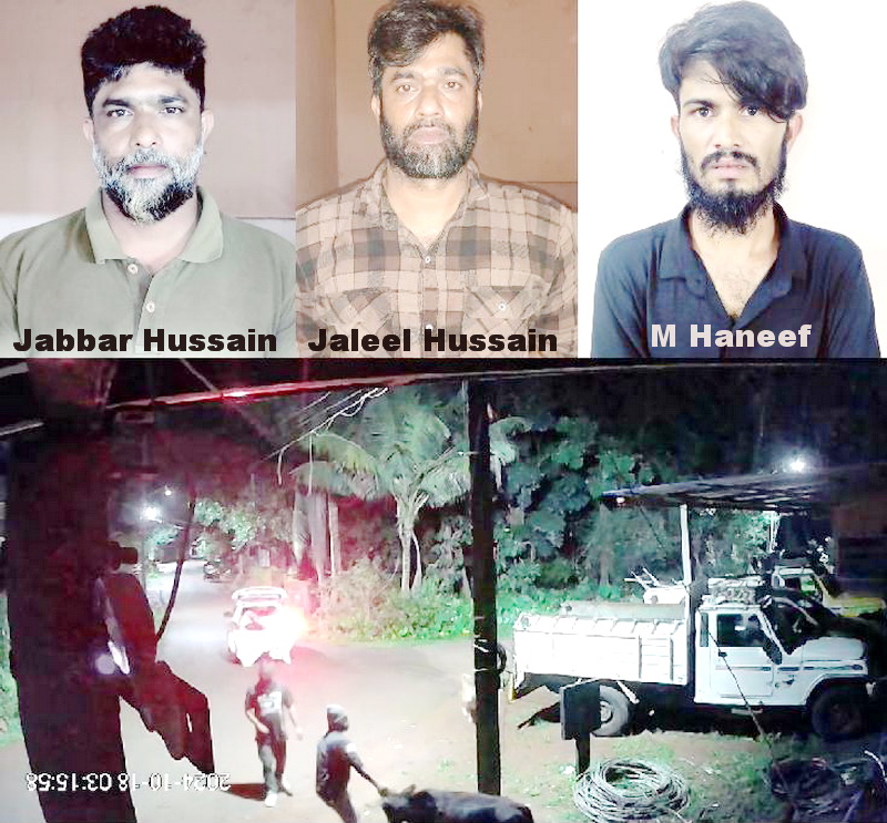 Three arrested in Bhatkal for cattle theft; Police investigating possible links to previous incidents