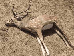 Five-Year-Old Deer Killed near Siddapur